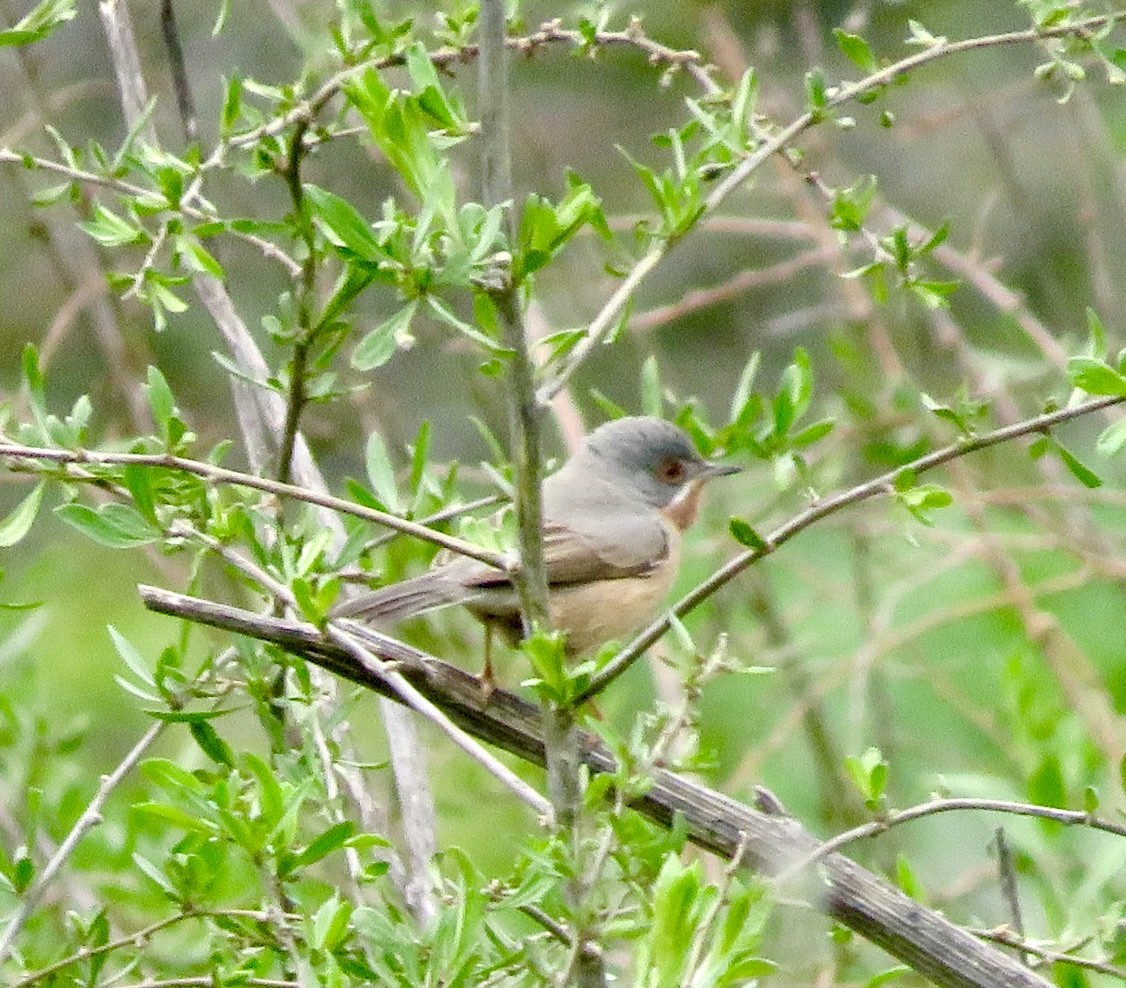 Western Subalpine Warbler - ML643476500