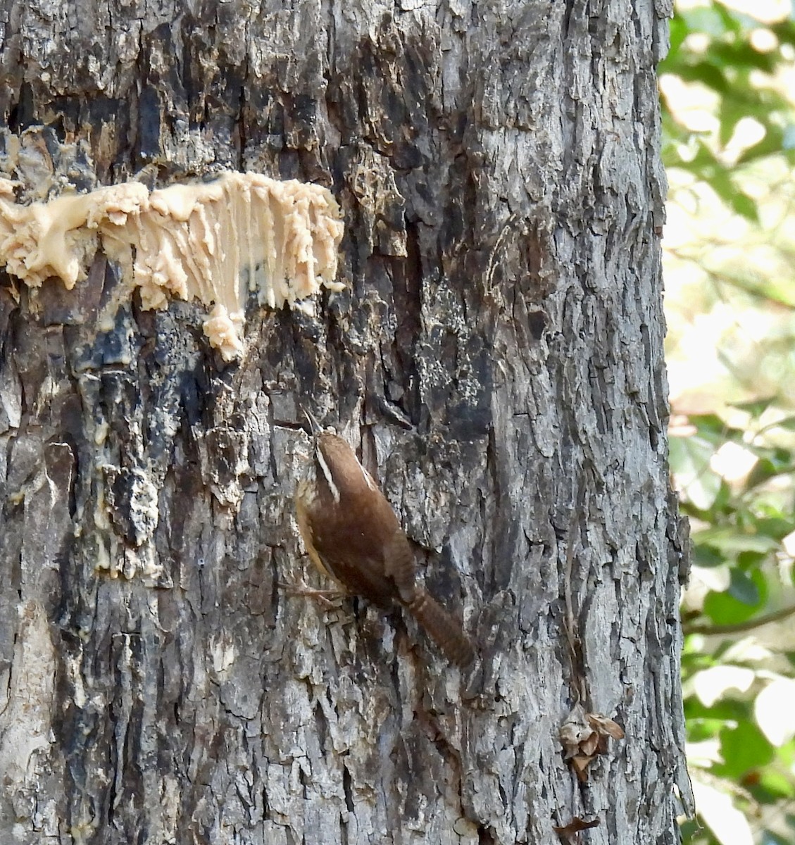 Carolina Wren - ML643476510