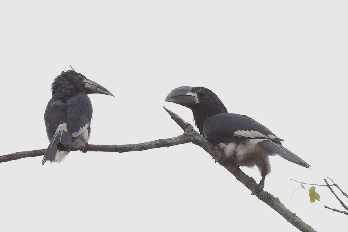 Piping Hornbill - ML643476514