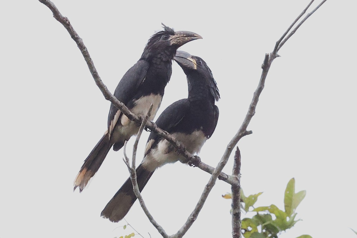 Piping Hornbill - ML643476515