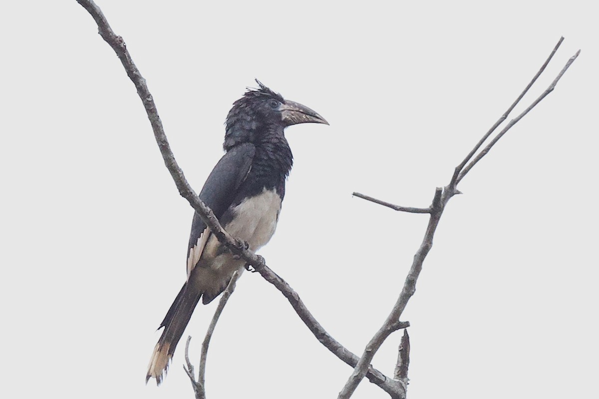 Piping Hornbill - ML643476516
