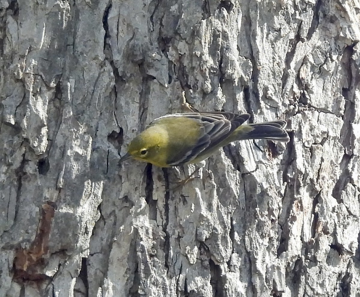Pine Warbler - ML643476518