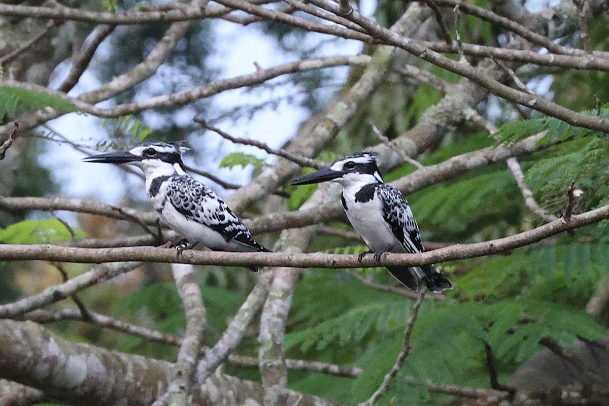 Pied Kingfisher - ML643476519
