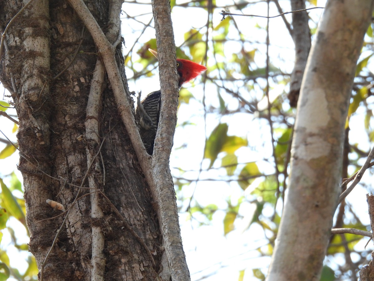 Crimson-crested Woodpecker - ML643476521