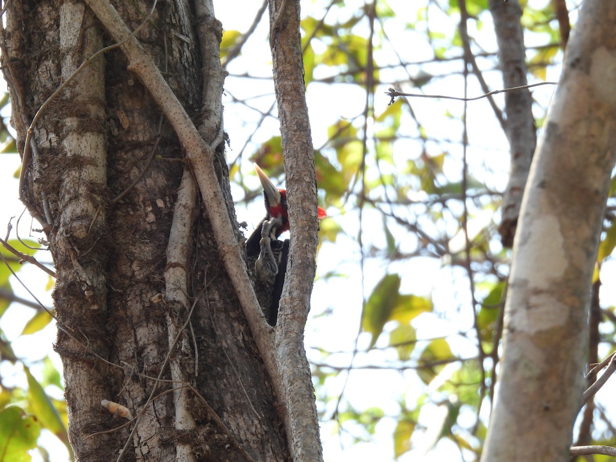 Crimson-crested Woodpecker - ML643476522