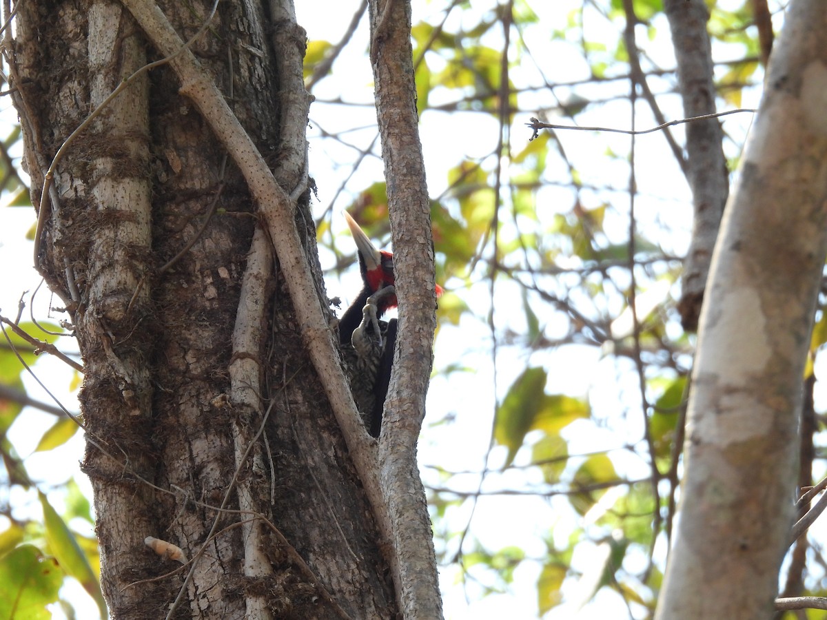 Crimson-crested Woodpecker - ML643476523