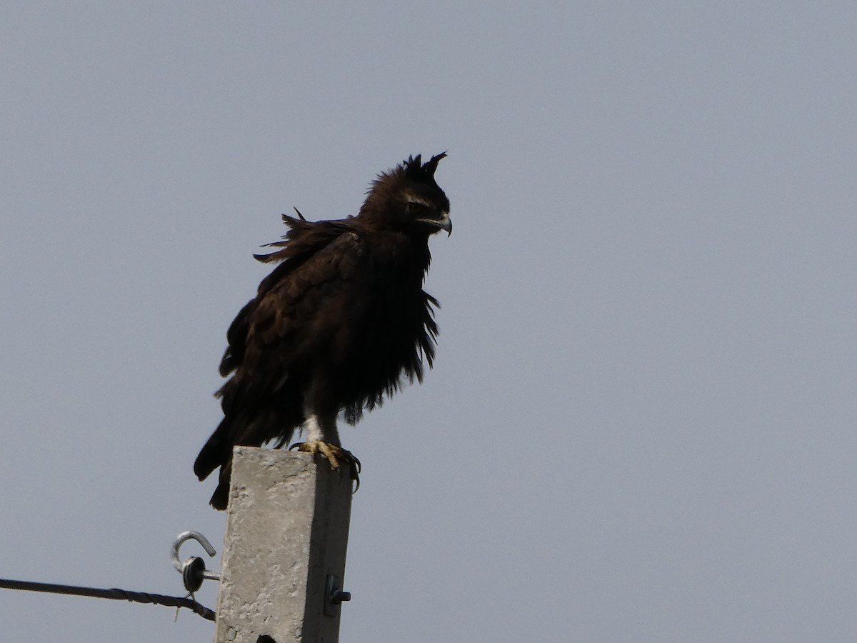 Long-crested Eagle - ML643476530
