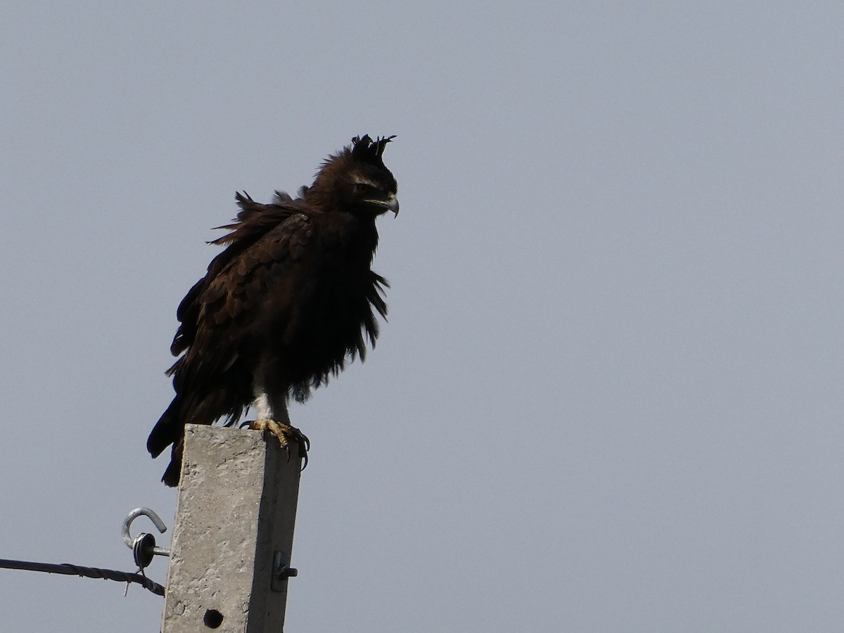 Long-crested Eagle - ML643476531
