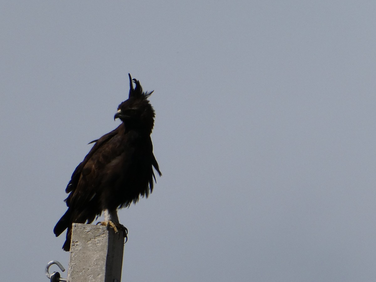 Long-crested Eagle - ML643476532