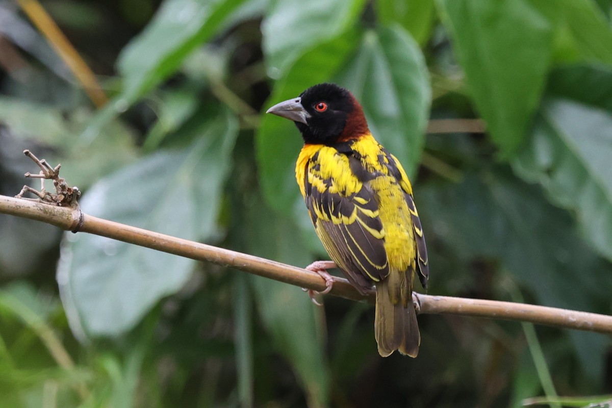 Village Weaver - ML643476533