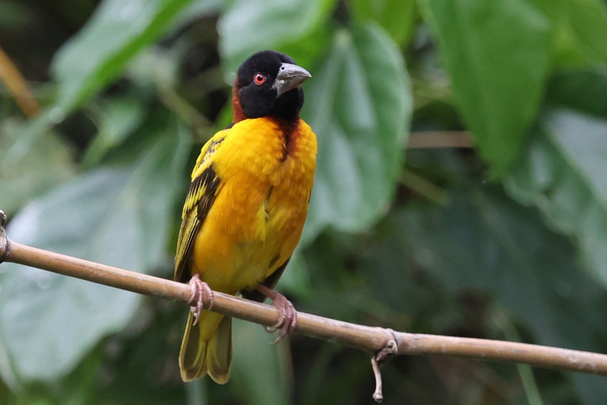 Village Weaver - ML643476534
