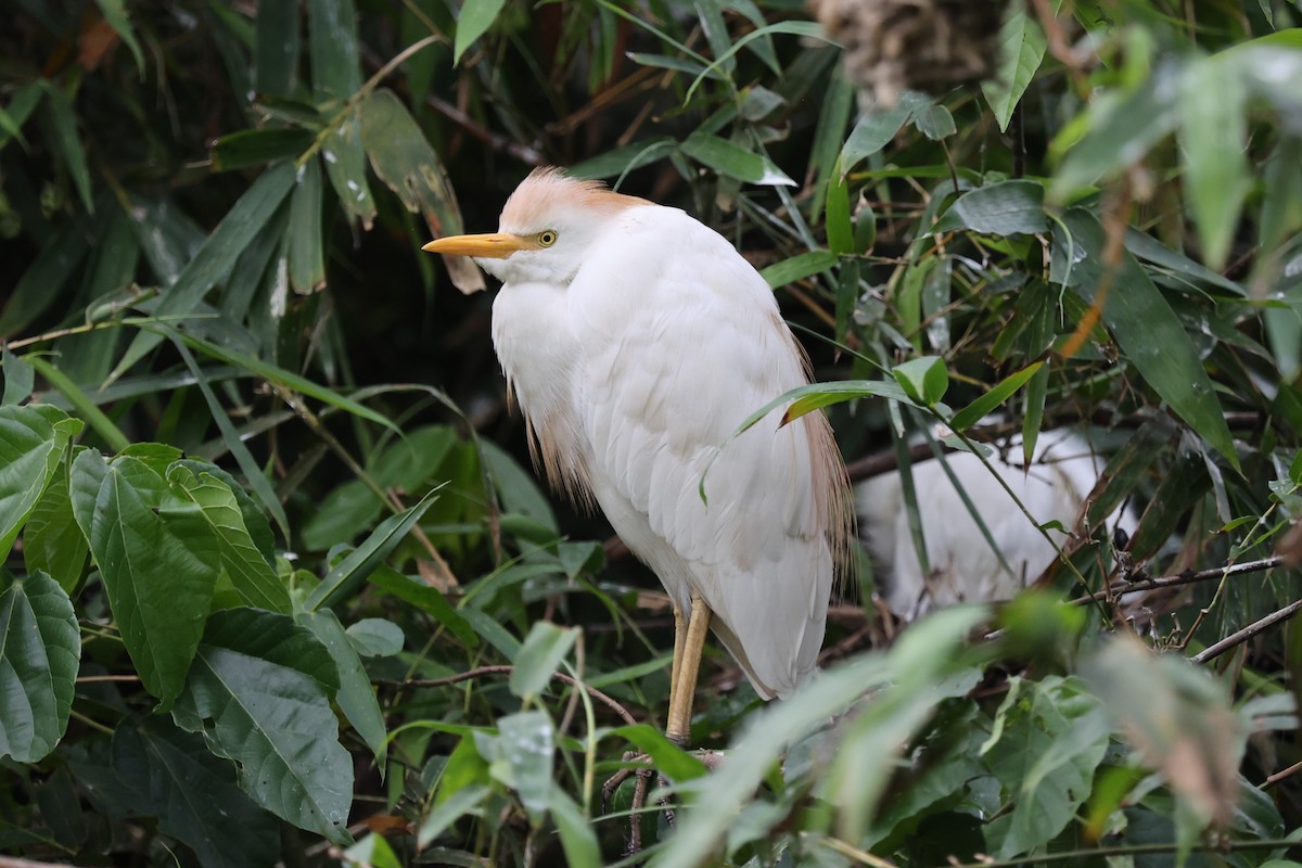 Western Cattle-Egret - ML643476537