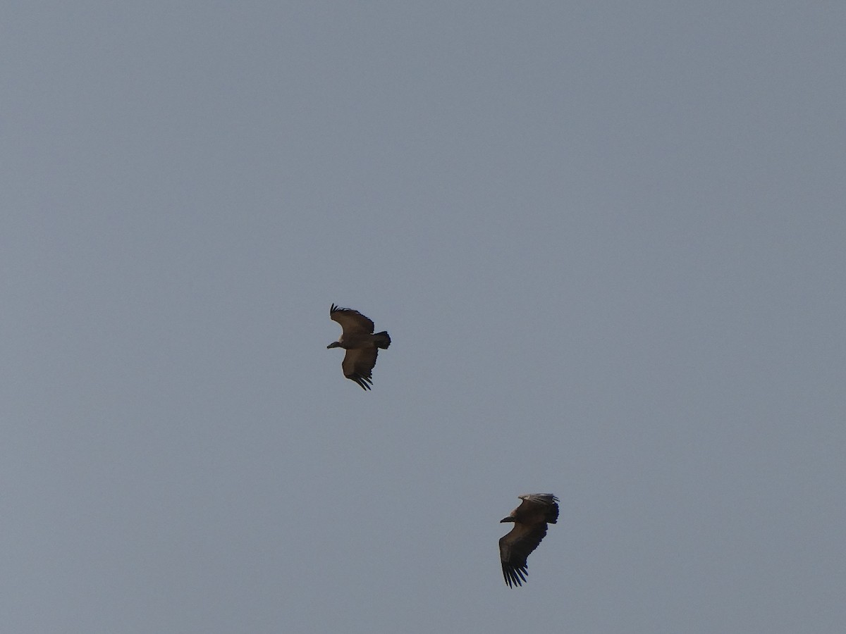 Kapgeier - ML643476538