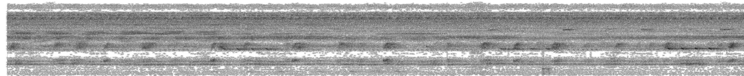 potu dlouhoocasý - ML643476544