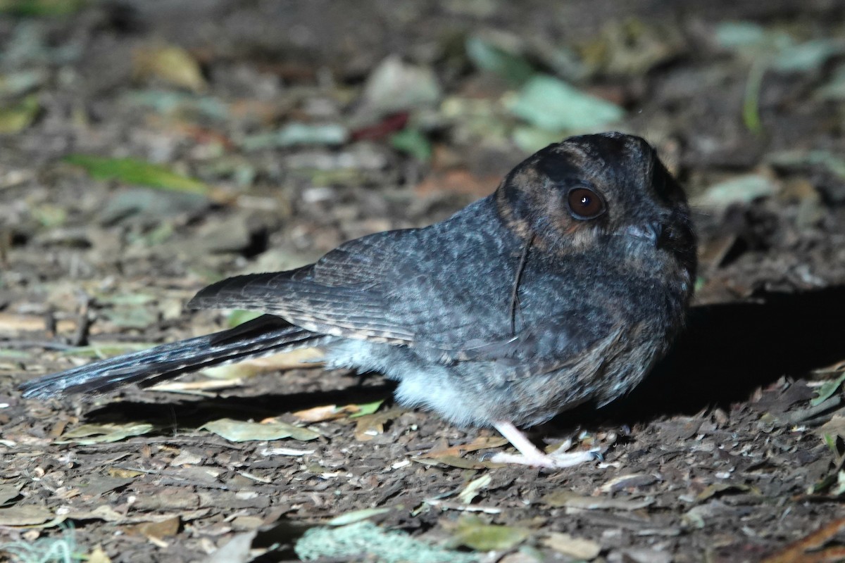 Australian Owlet-nightjar - ML643476545