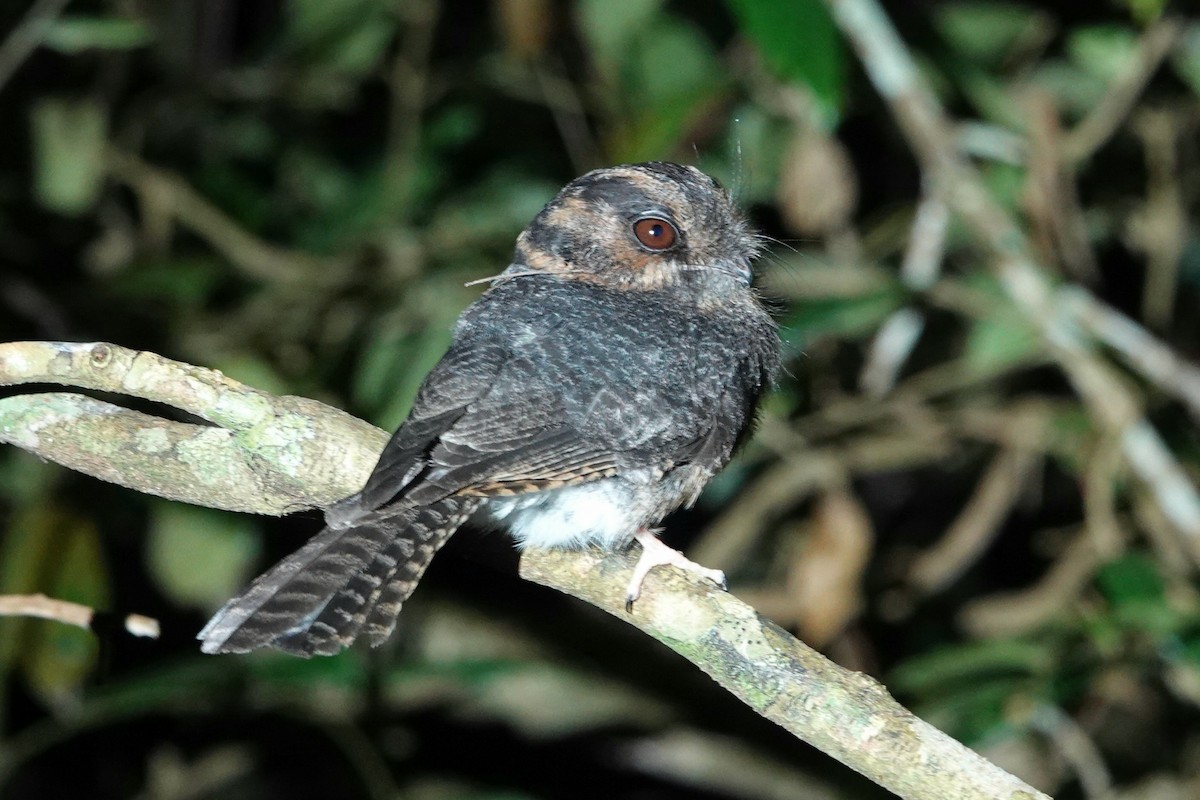 Australian Owlet-nightjar - ML643476559