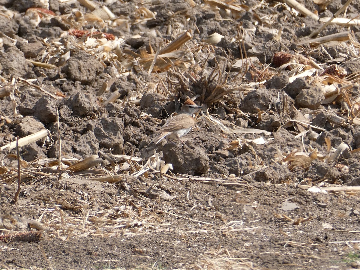 Red-capped Lark - ML643476565