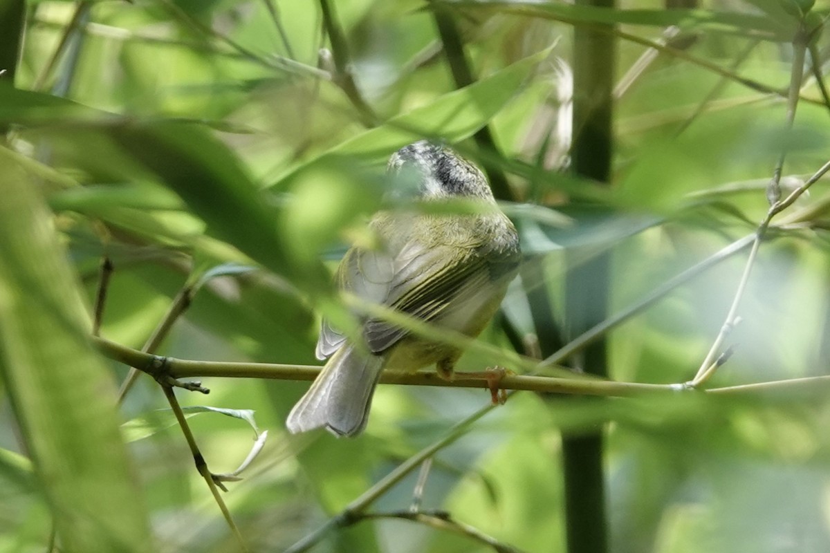 ガビモリムシクイ - ML643476575