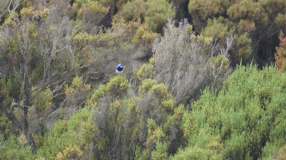 Superb Fairywren - ML643476583