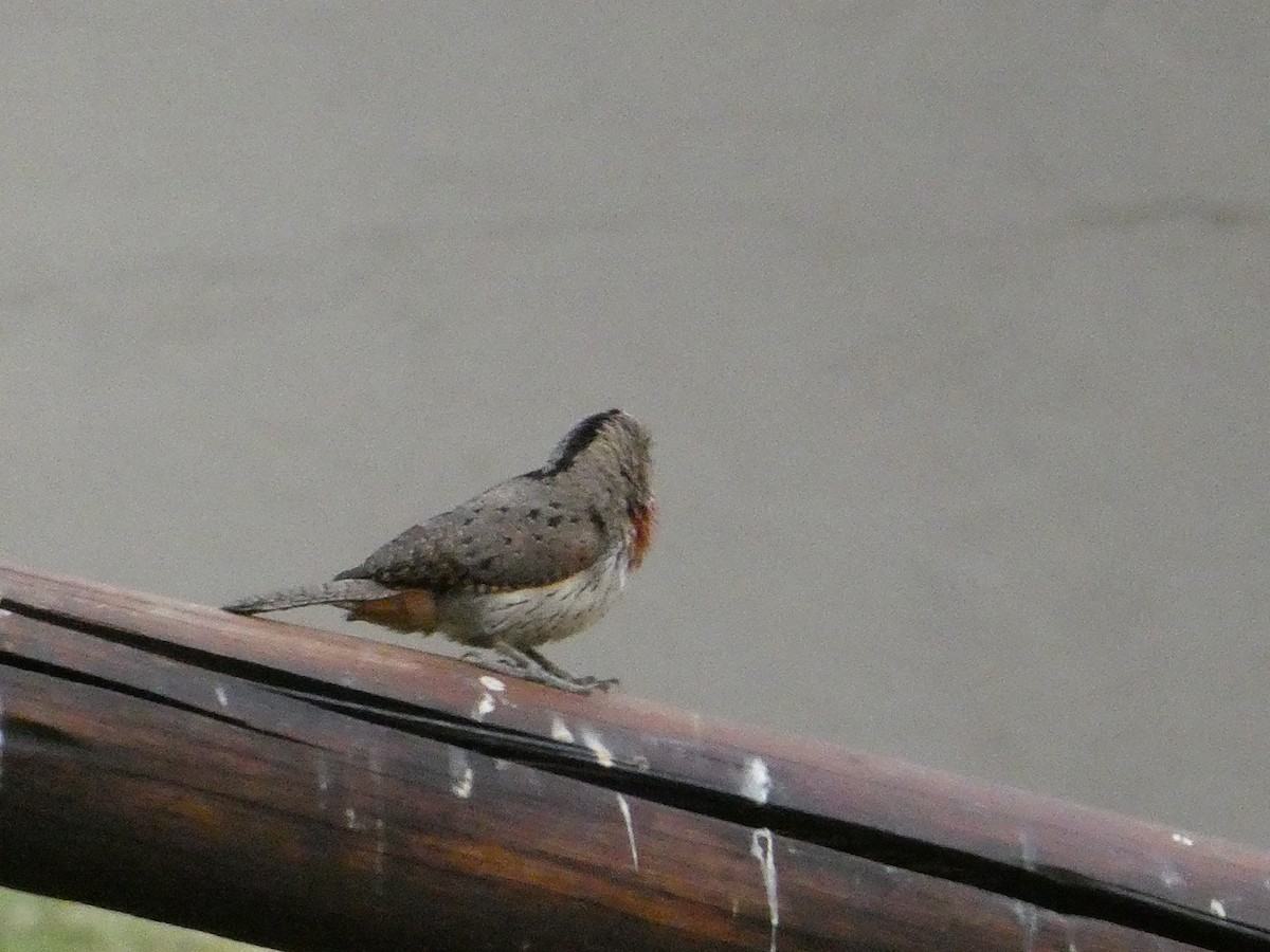 Red-throated Wryneck - ML643476604