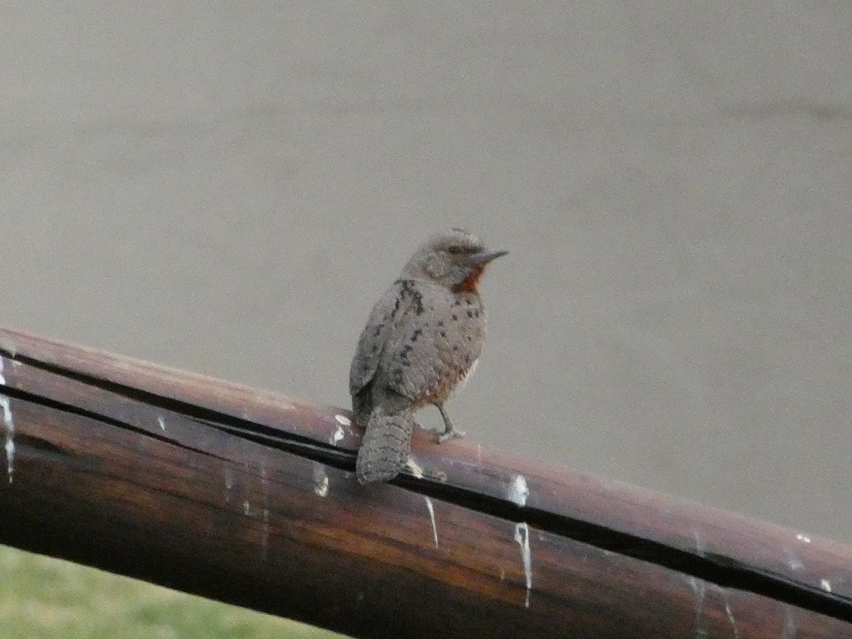 Red-throated Wryneck - ML643476605