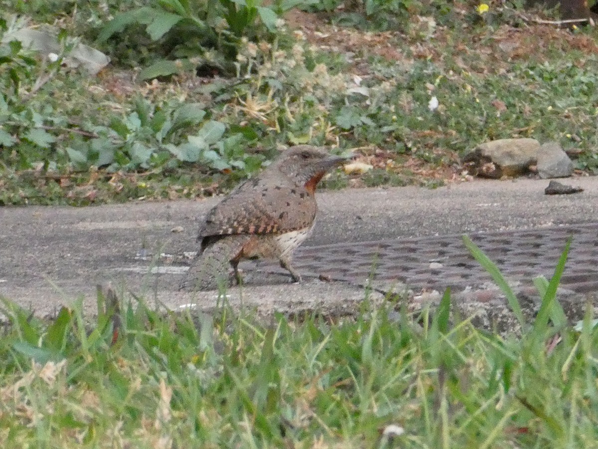 Red-throated Wryneck - ML643476606