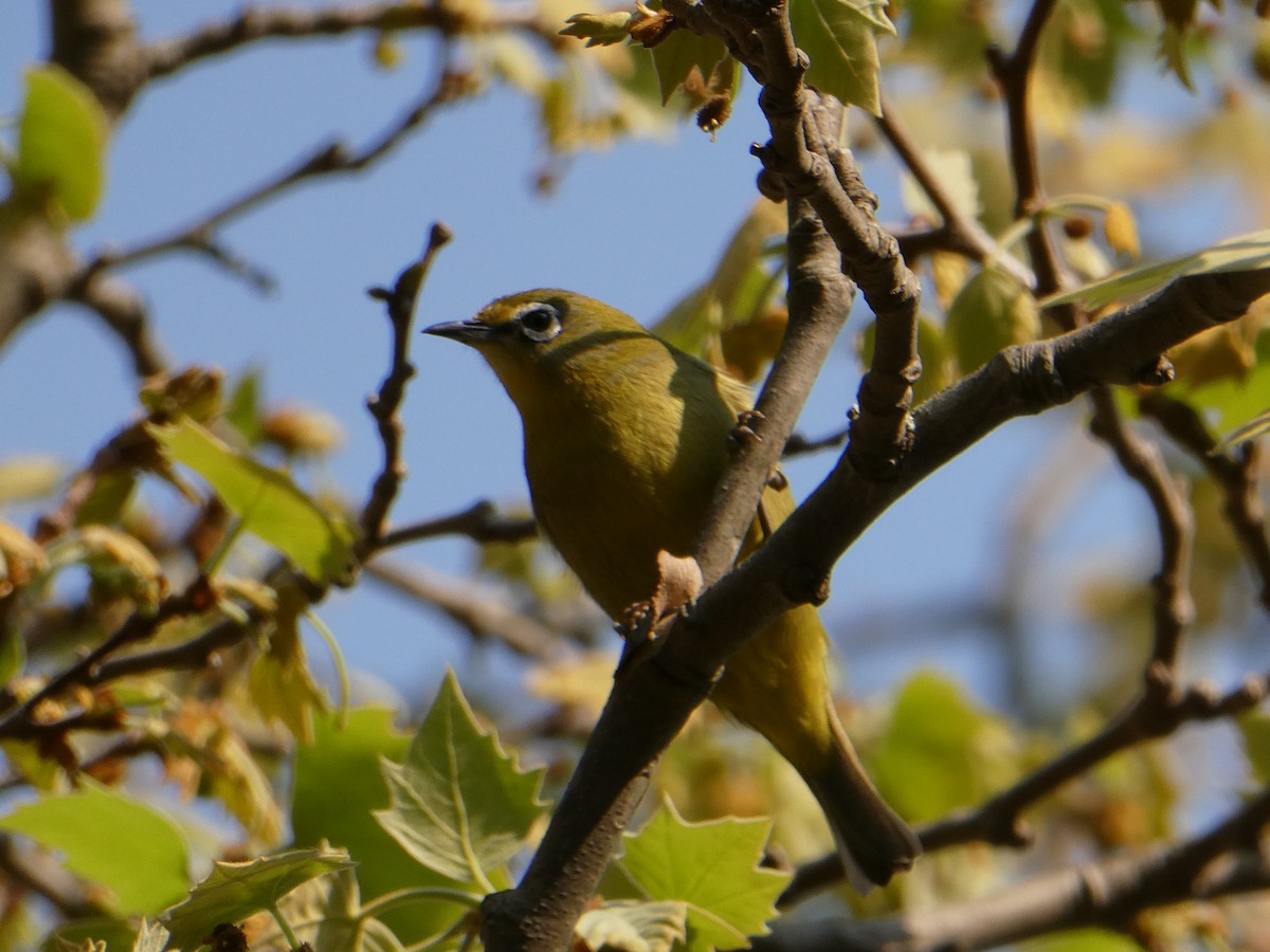 Cape White-eye - ML643476608