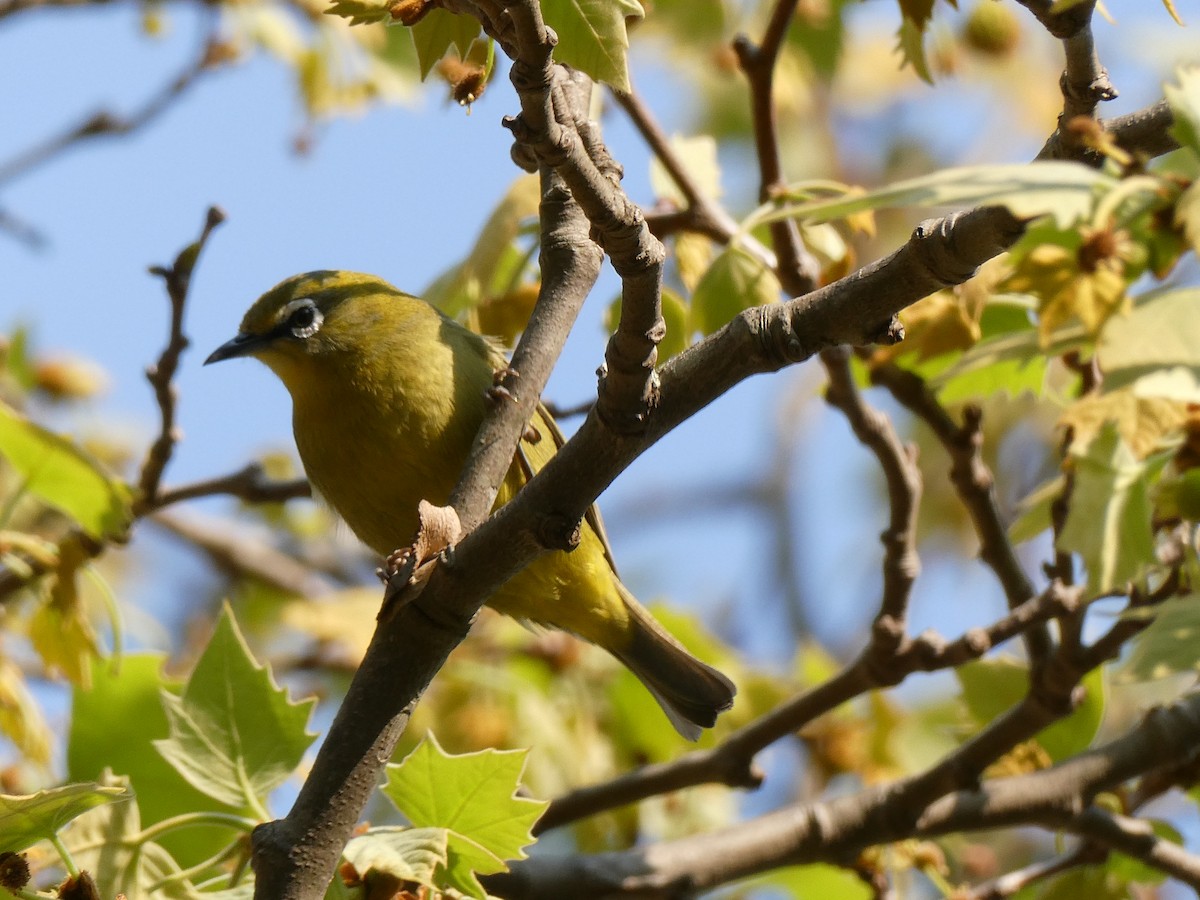 Cape White-eye - ML643476609