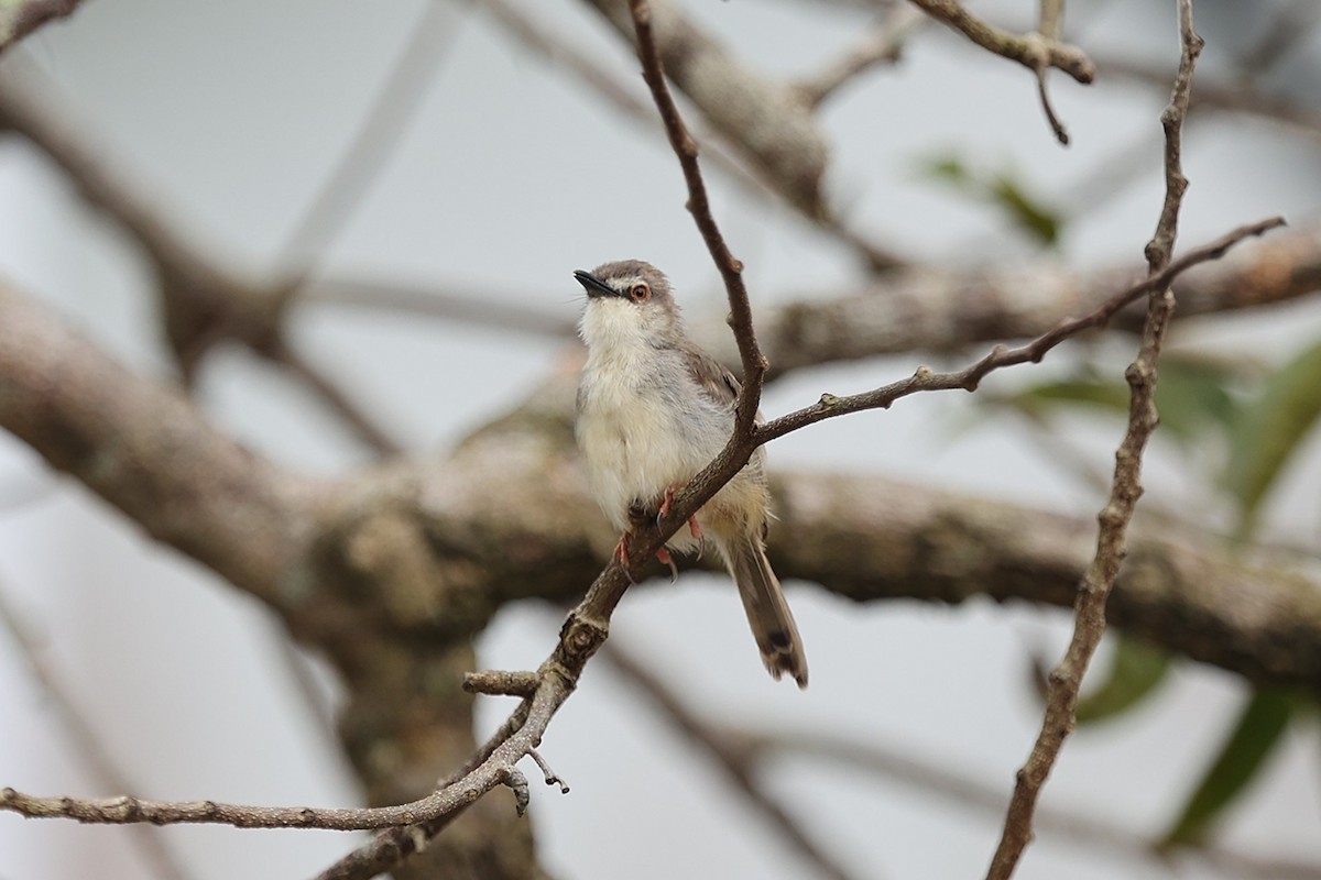 Tawny-flanked Prinia - ML643476618