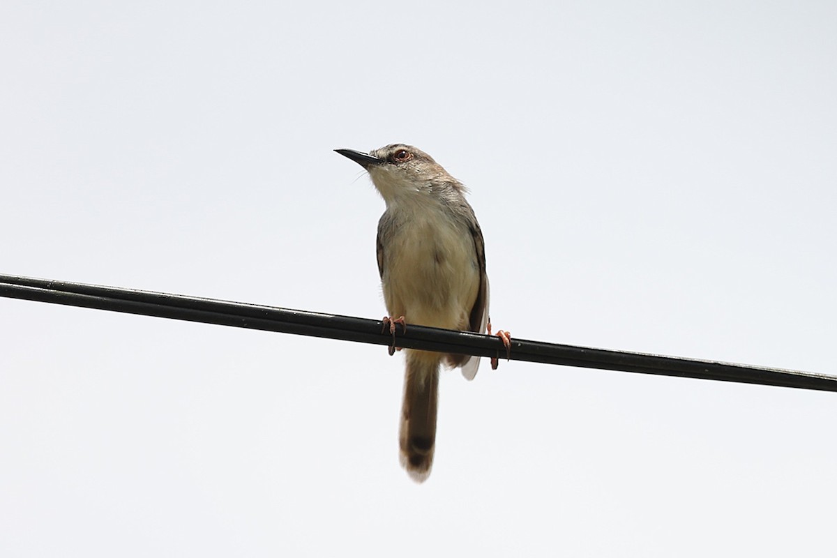 Tawny-flanked Prinia - ML643476619