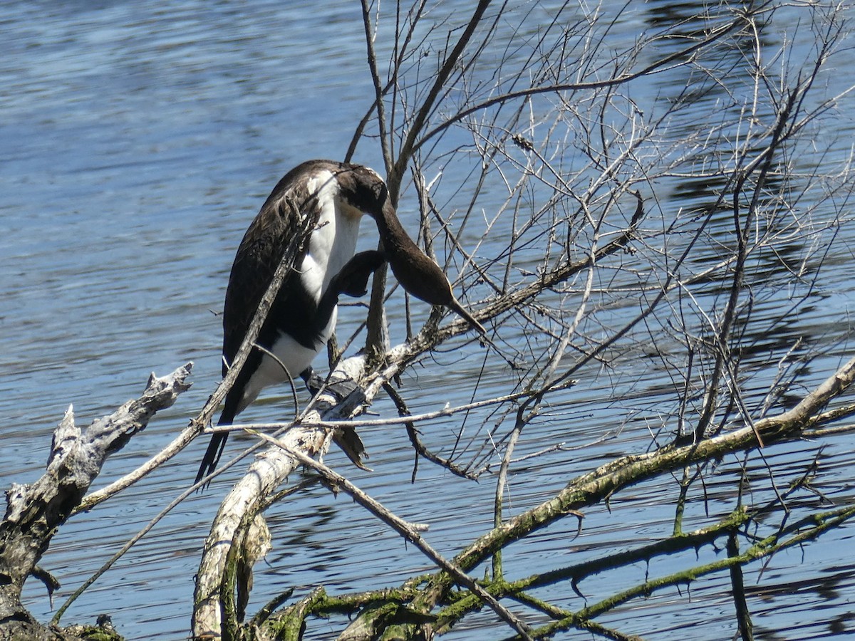 Pied Cormorant - ML643476621