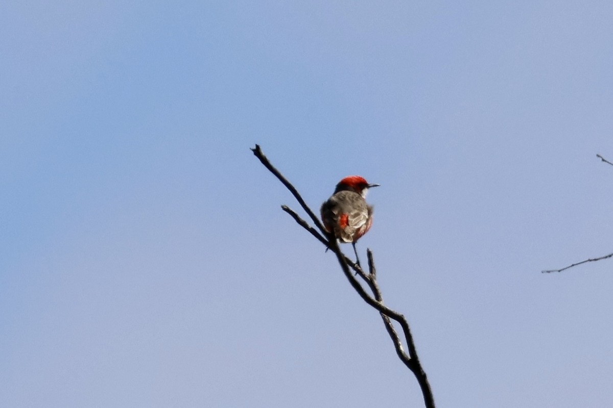 Crimson Chat - ML643476631