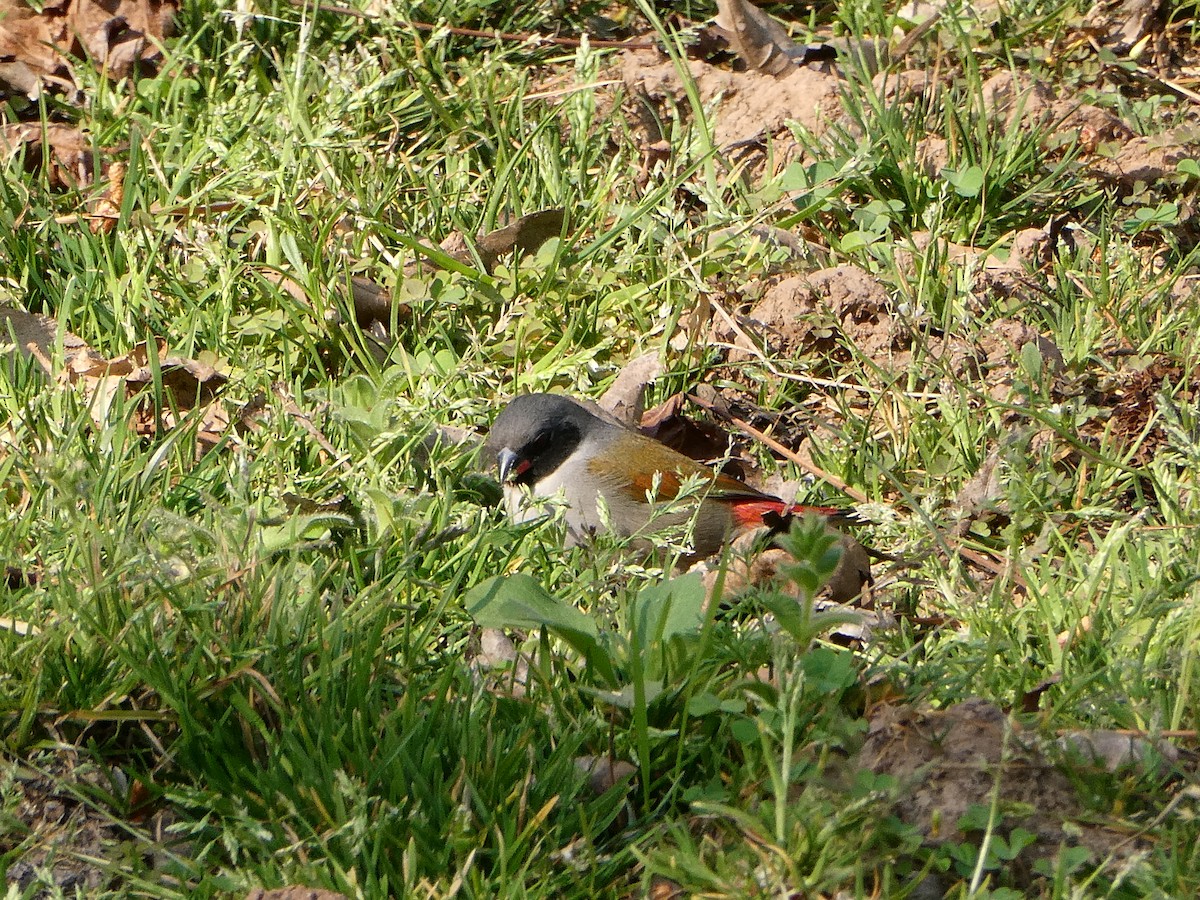 Swee Waxbill - ML643476633