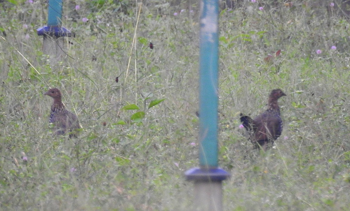 Gray Junglefowl - ML643476647