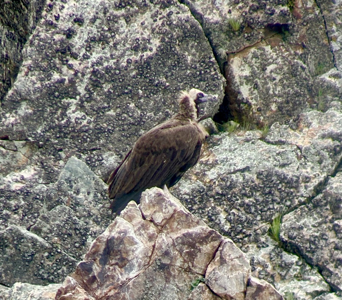 Mönchsgeier - ML643476655