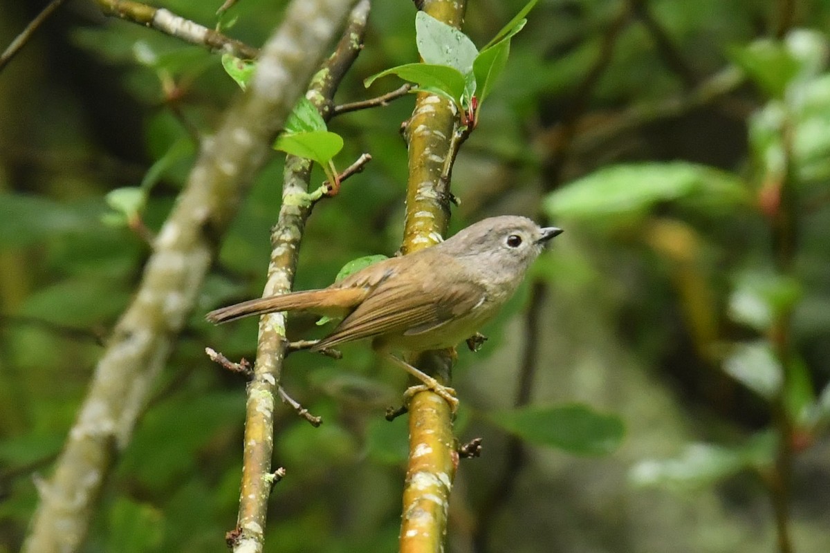 David's Fulvetta - ML643476662