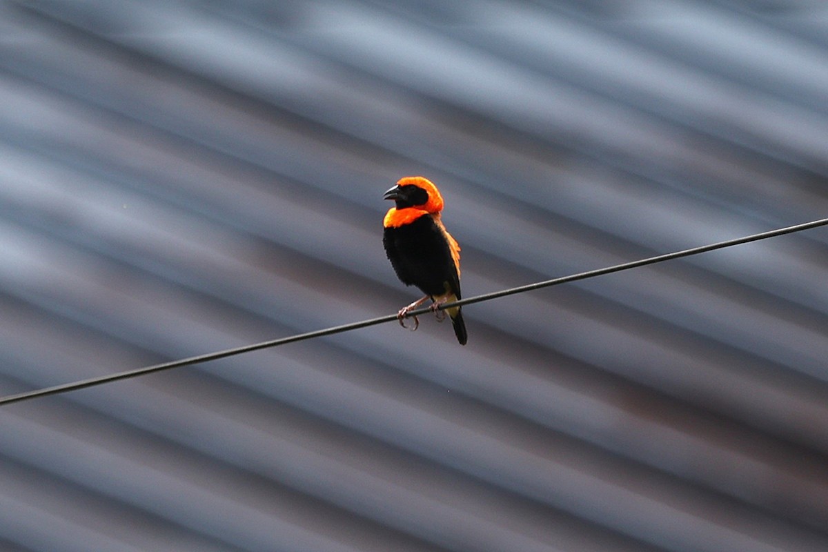 Black-winged Bishop - ML643476663