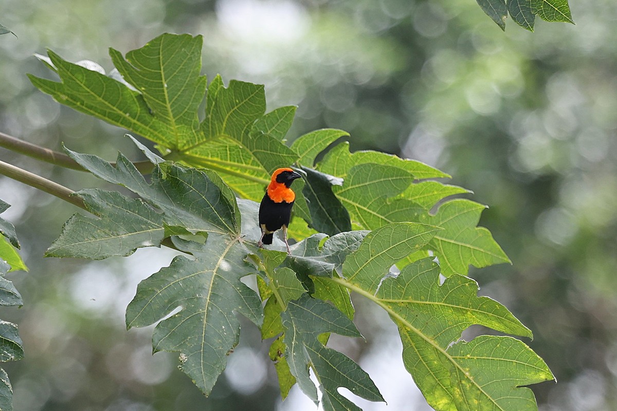 Black-winged Bishop - ML643476664