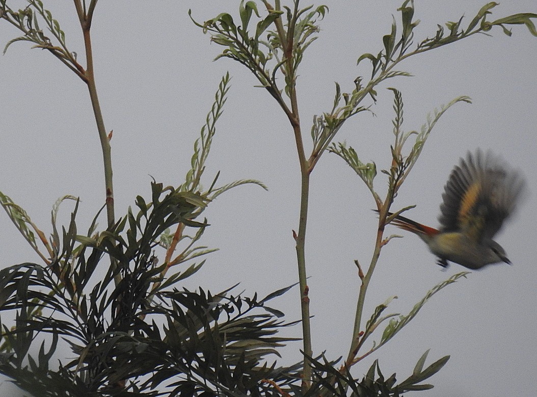 Small Minivet - ML643476665
