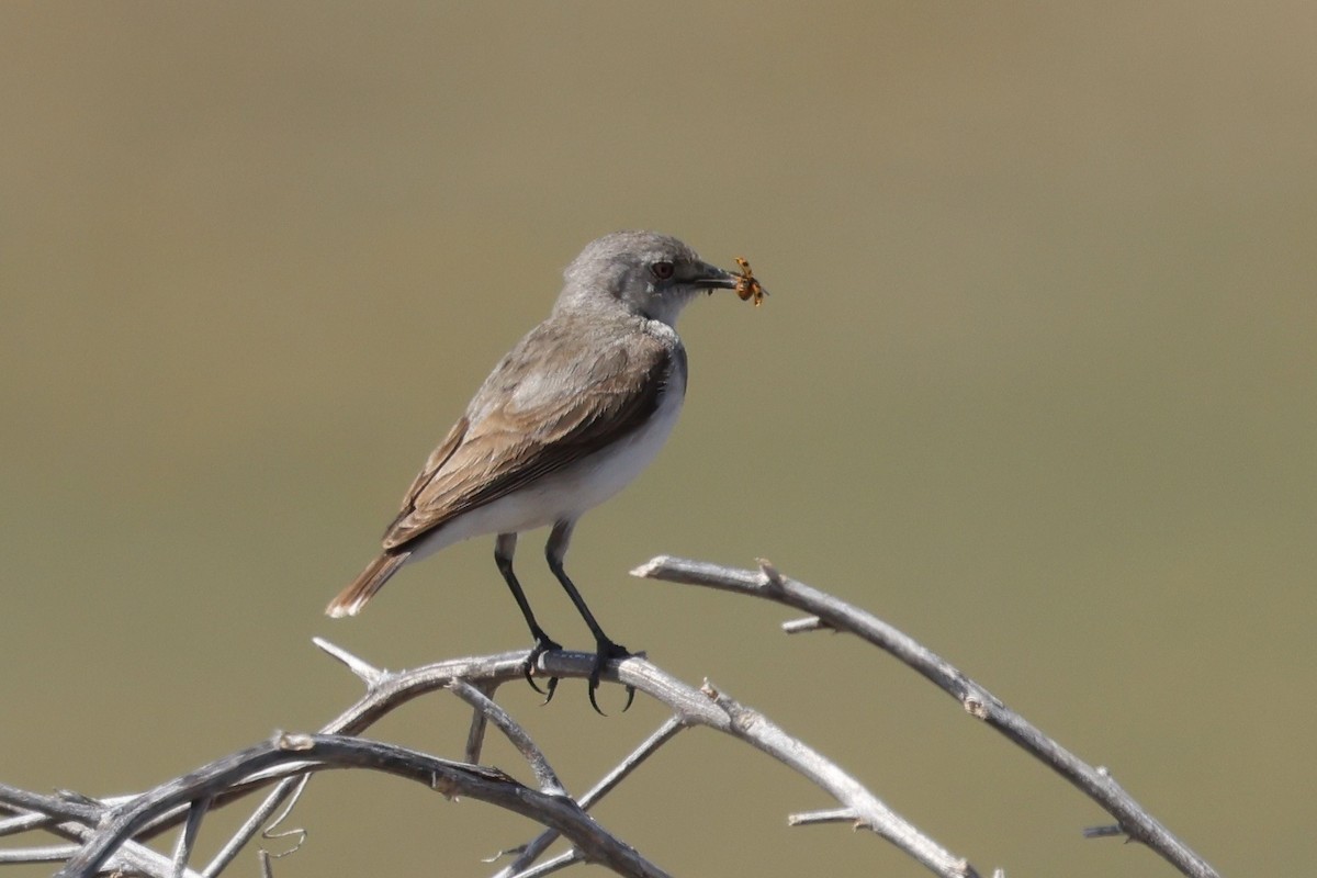 White-fronted Chat - ML643476673