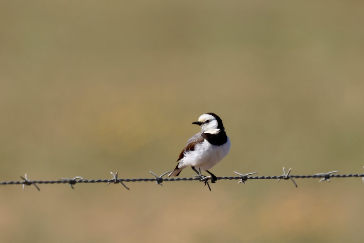White-fronted Chat - ML643476674