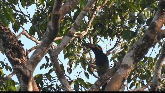 Guianan Toucanet - ML643476675