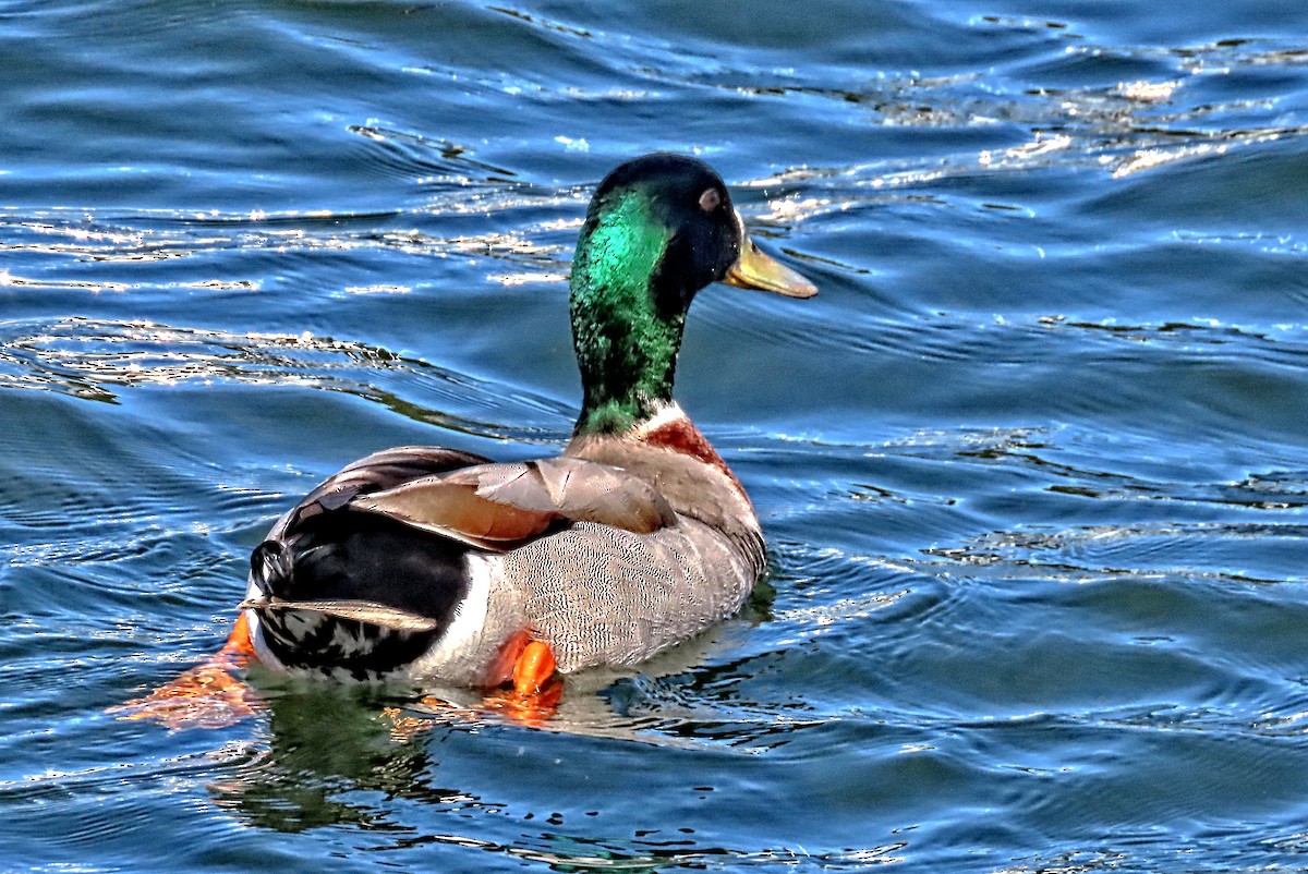 Mallard x Pacific Black Duck (hybrid) - ML643476678
