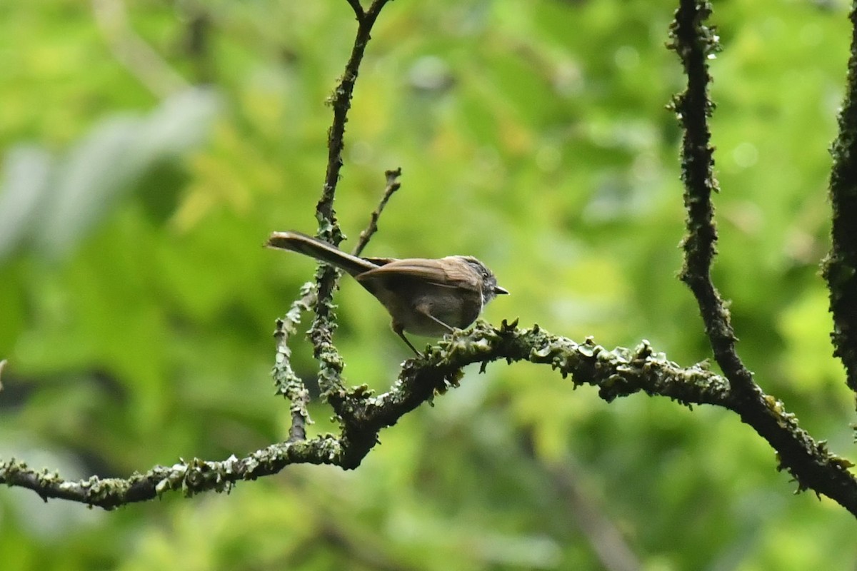 Sooty Tit - ML643476679