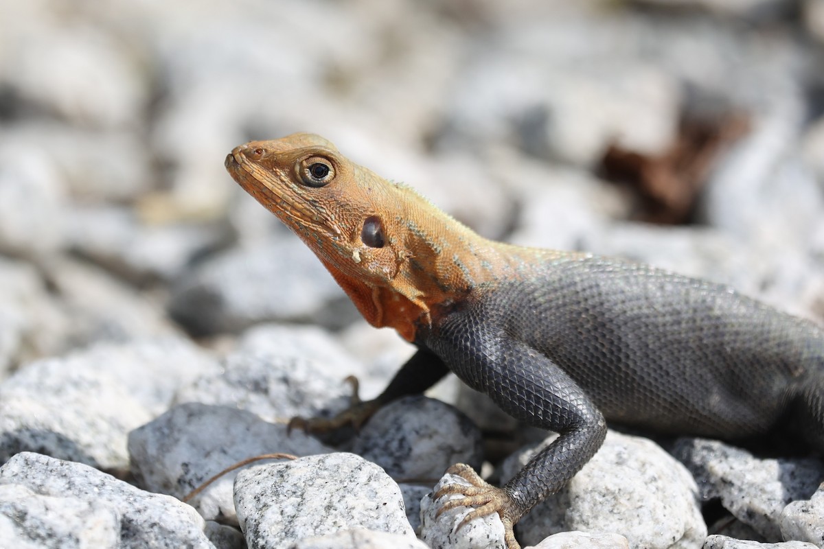 Rainbow Agama - ML643476683