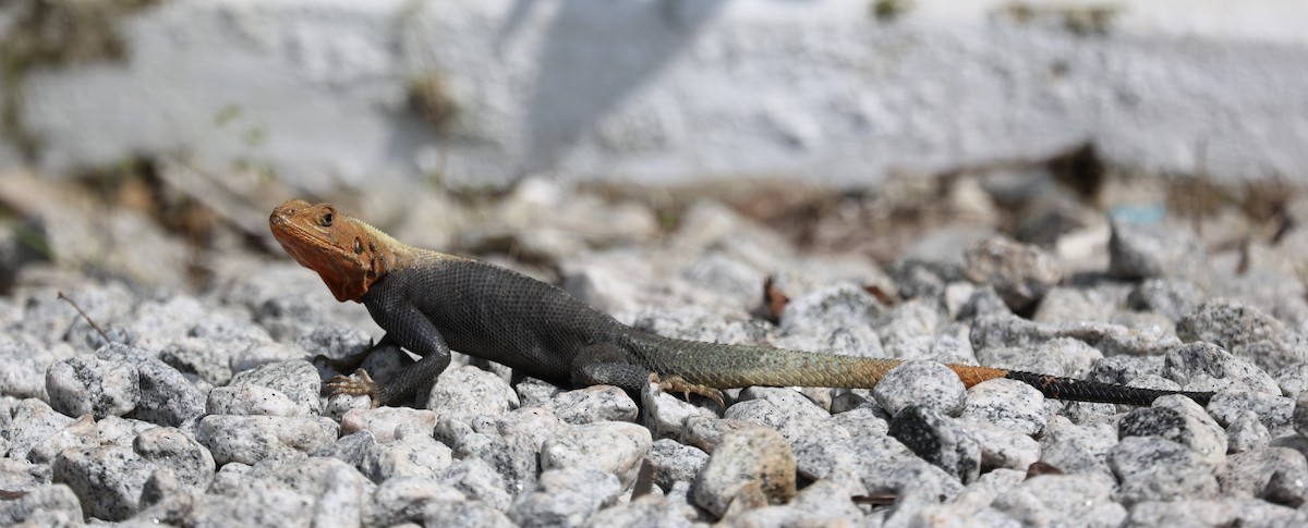 Rainbow Agama - ML643476684