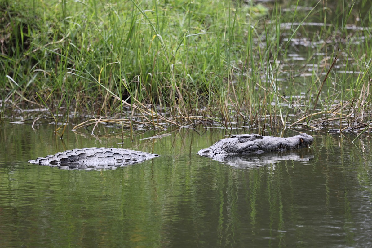 Crocodiles - ML643476685