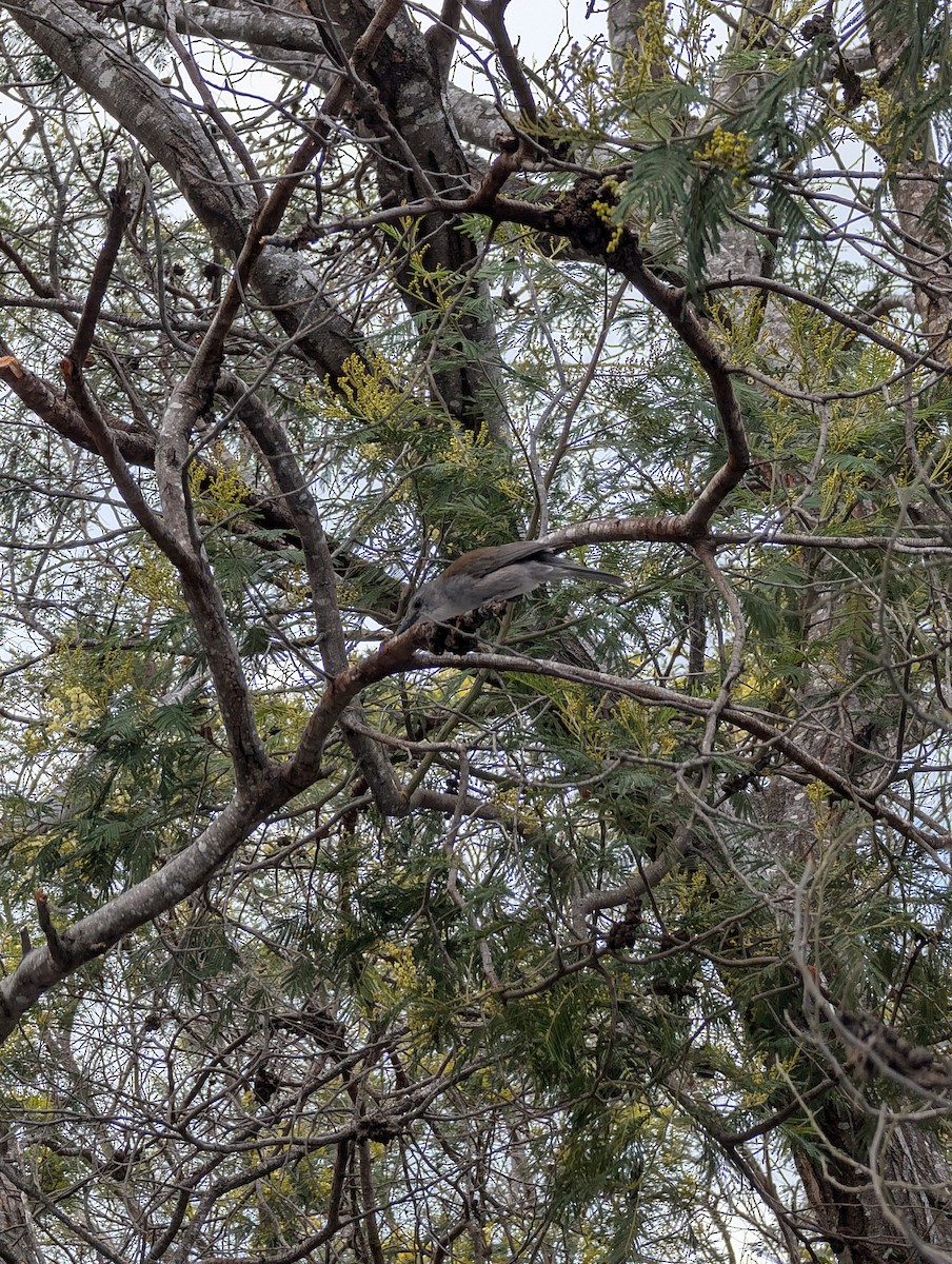 Gray Shrikethrush - ML643476689