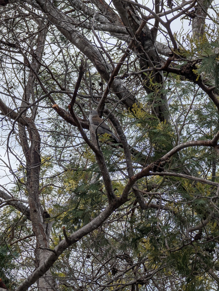 Gray Shrikethrush - ML643476690