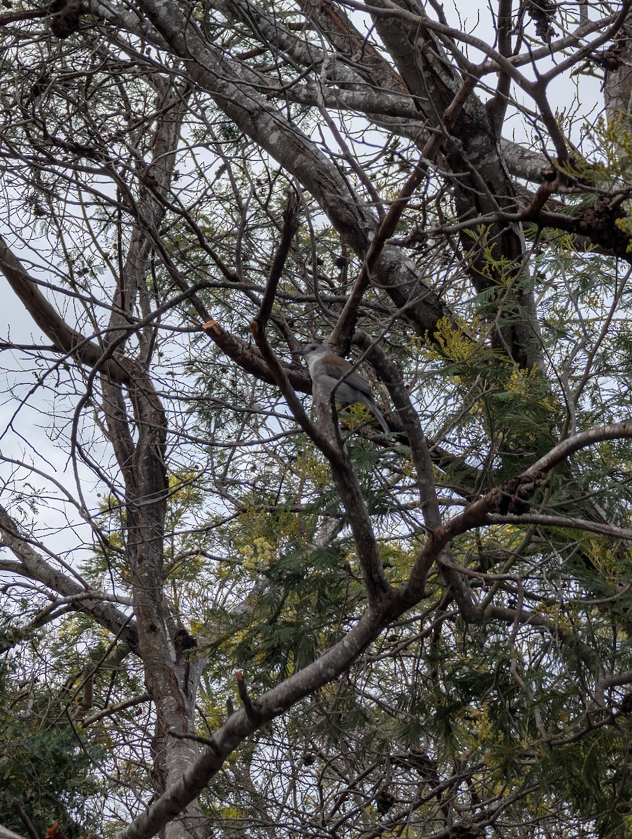 Gray Shrikethrush - ML643476691